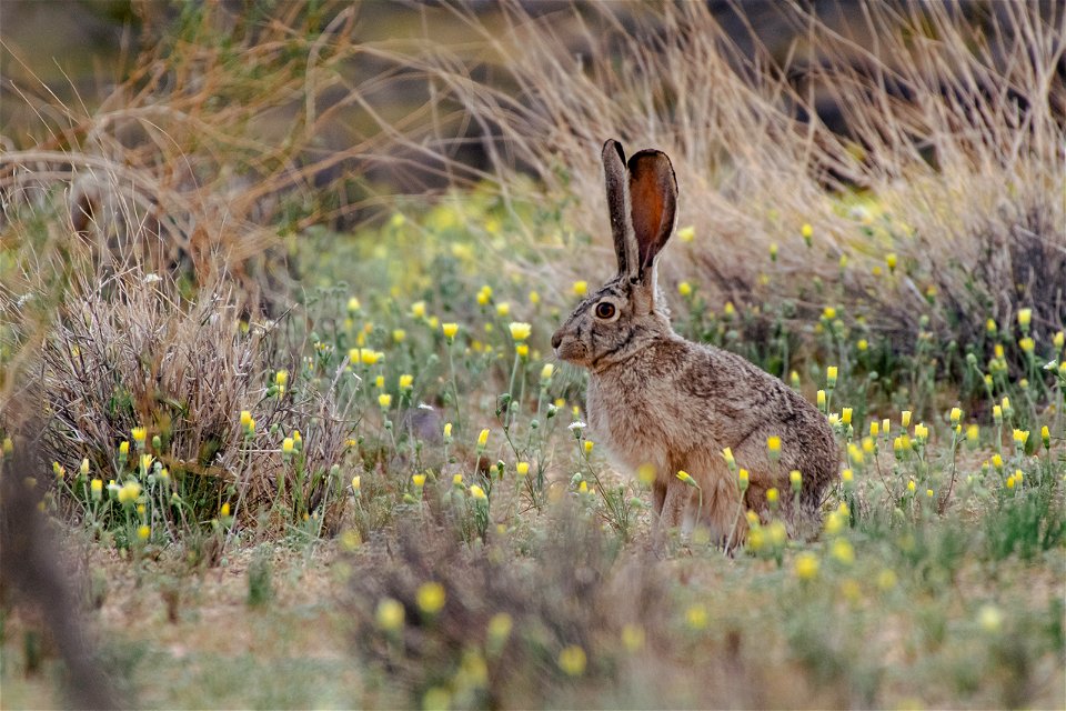 Black-tailed Jackrabbit (Lepus californicus) photo