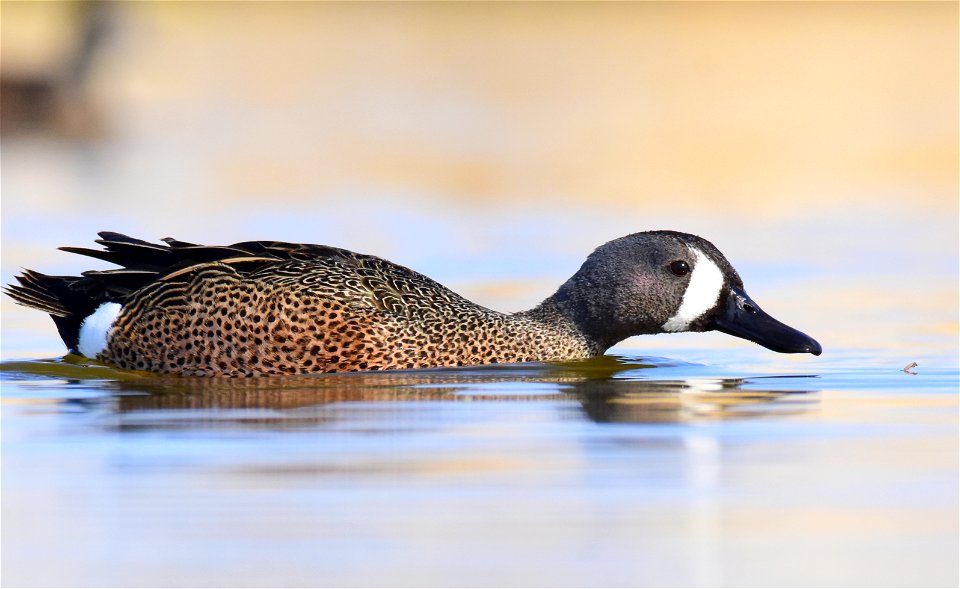 Blue-winged teal at Seedskadee National Wildlife Refuge