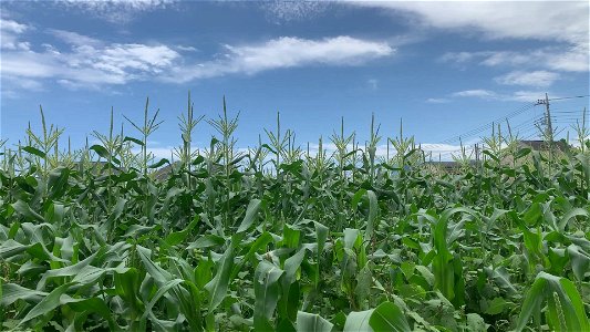 Corn field in Saiwaicho, Higashikurume-shi photo