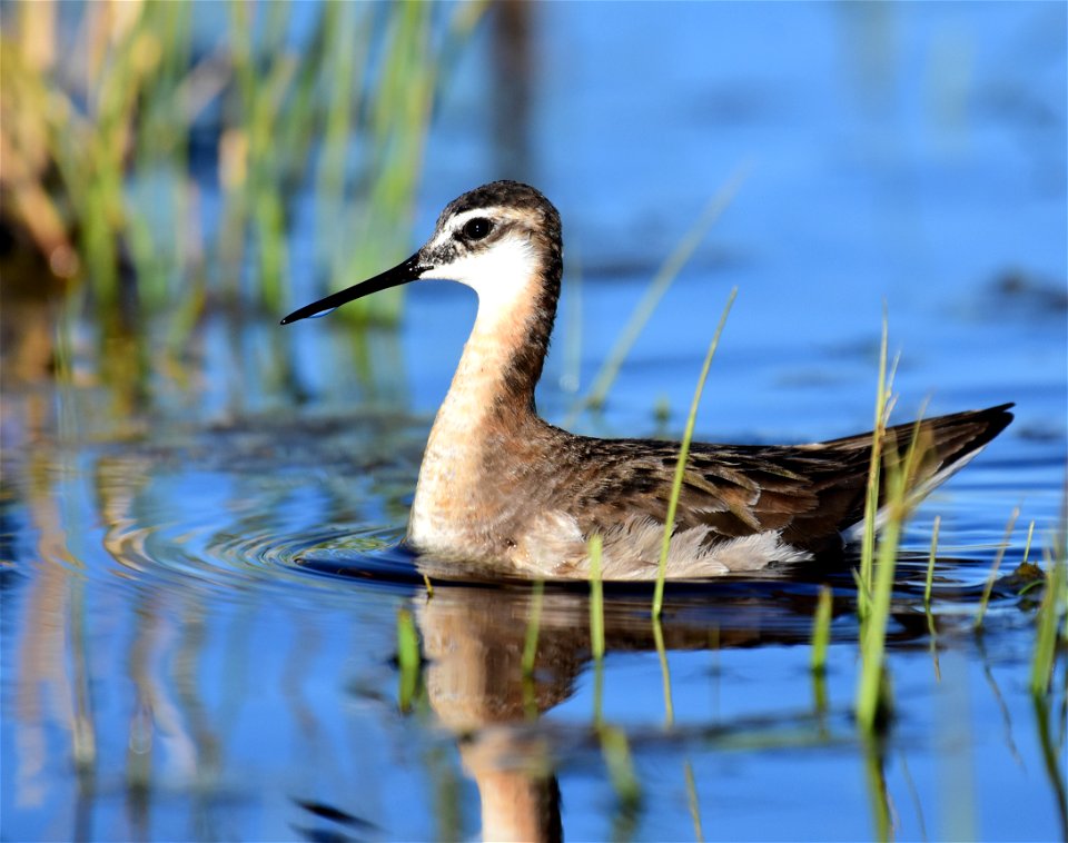 Wilson's phalarope at Seedskadee National Wildlife Refuge