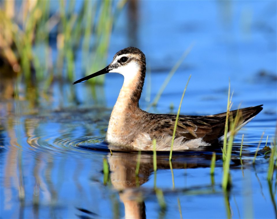 Wilson's phalarope at Seedskadee National Wildlife Refuge photo