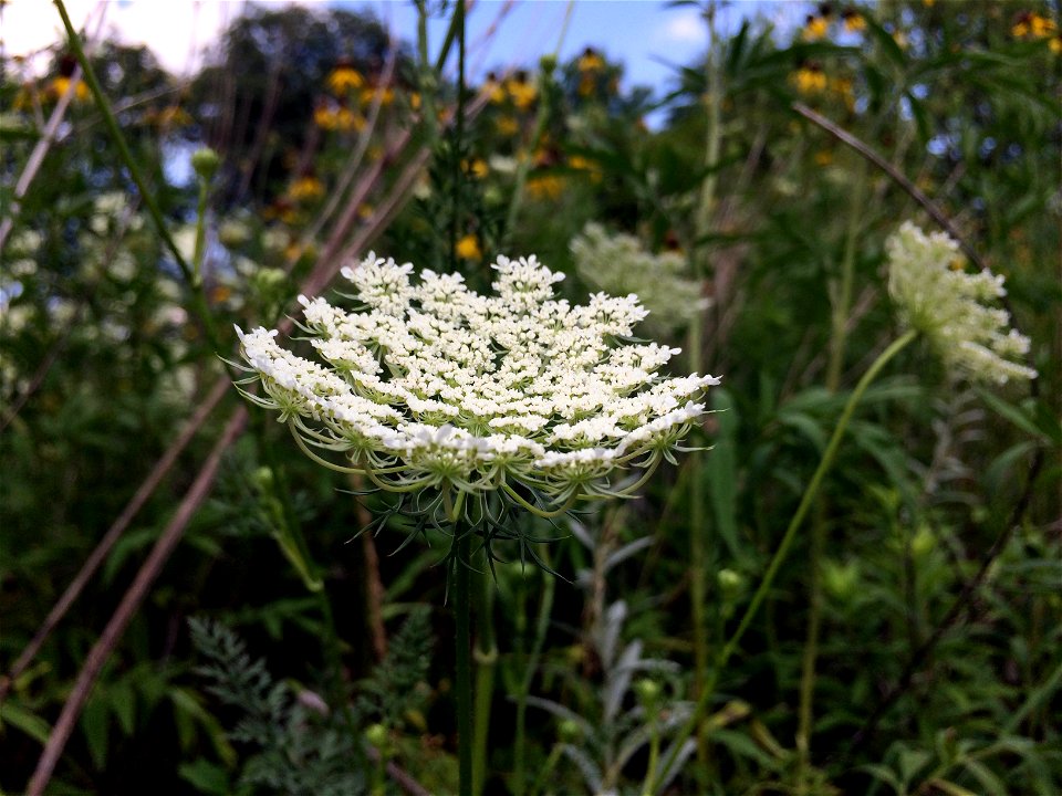 Invasive Queen Anne's Lace