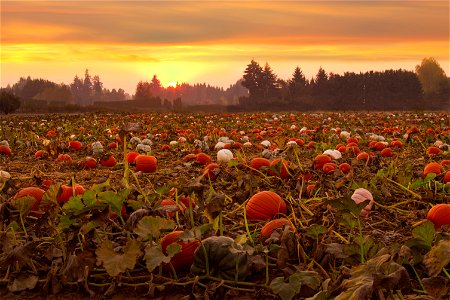 Pumpkin field at sunset, Willamette Valley, Oregon photo