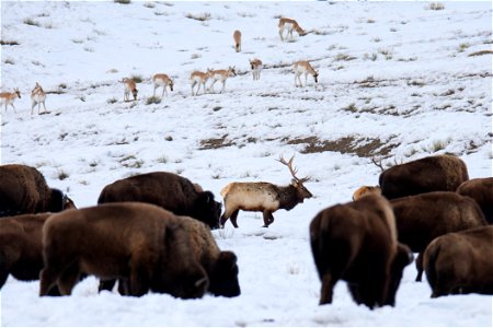 Bison, Elk, & Pronghorn on the National Elk Refuge photo