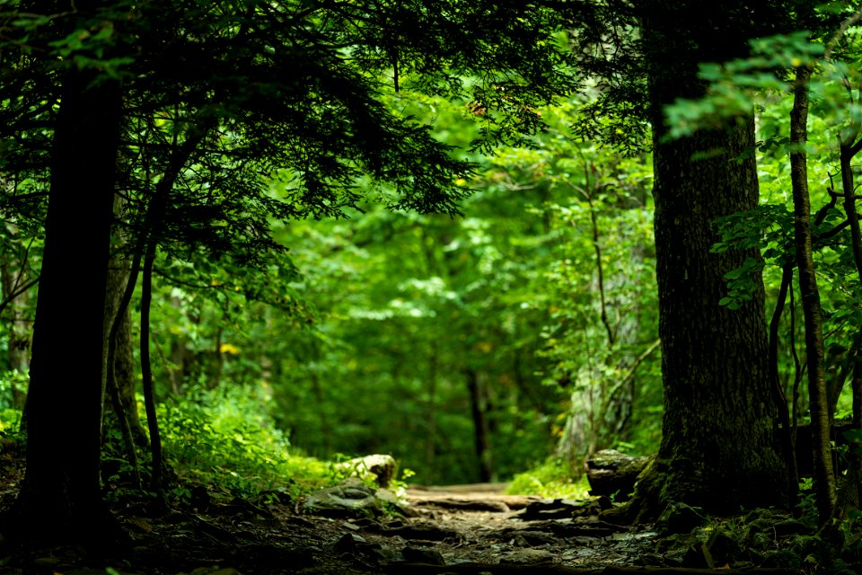 Stony Many Trail photo