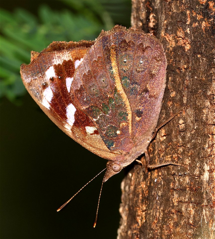 PURPLEWING, FLORIDA (Eunicia tatila) (02-25-2023) national butterfly center, hidalgo co, tx -01 The line is apparently a variant feature