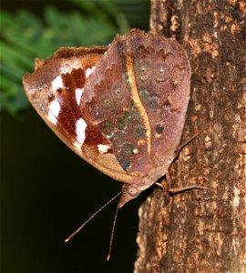 PURPLEWING, FLORIDA (Eunicia tatila) (02-25-2023) national butterfly center, hidalgo co, tx -01 The line is apparently a variant feature