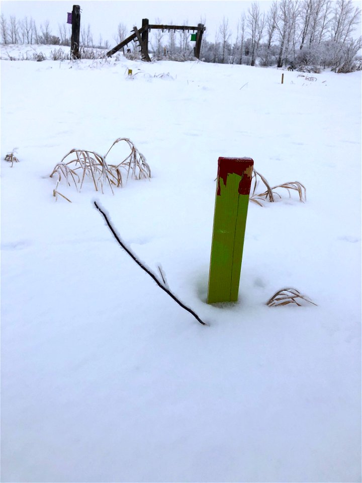 Pin Cherry Sapling