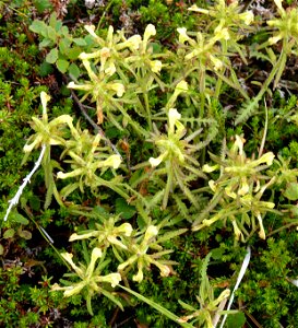Pedicularis labradorica