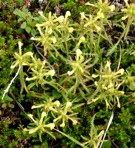 Pedicularis labradorica photo