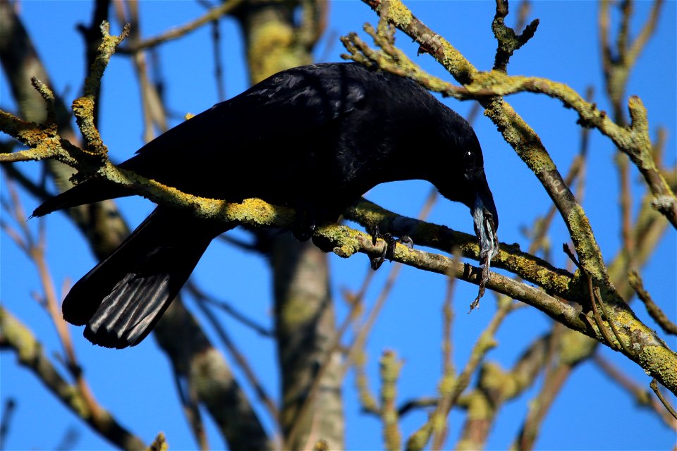 Afternoon Tea for Crow.