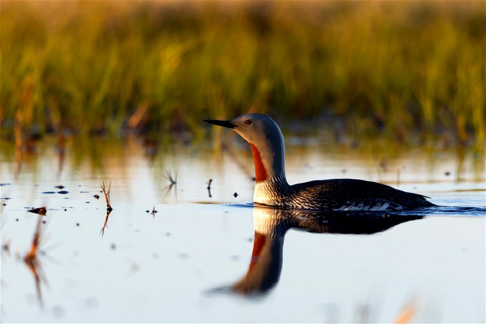 Red-throated loon