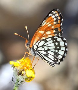 CHECKERSPOT, LEANIRA (Chlosyne leanira) (06-25-2022) 2360 ft, road cut 3.25  miles past bridge, eight dollar mountain road, josephine co, or -06