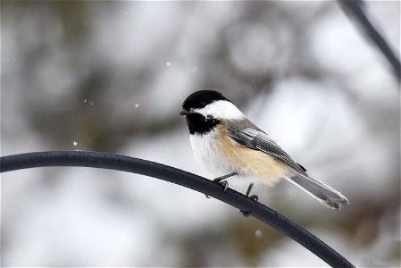 Black-capped chickadee in the snow