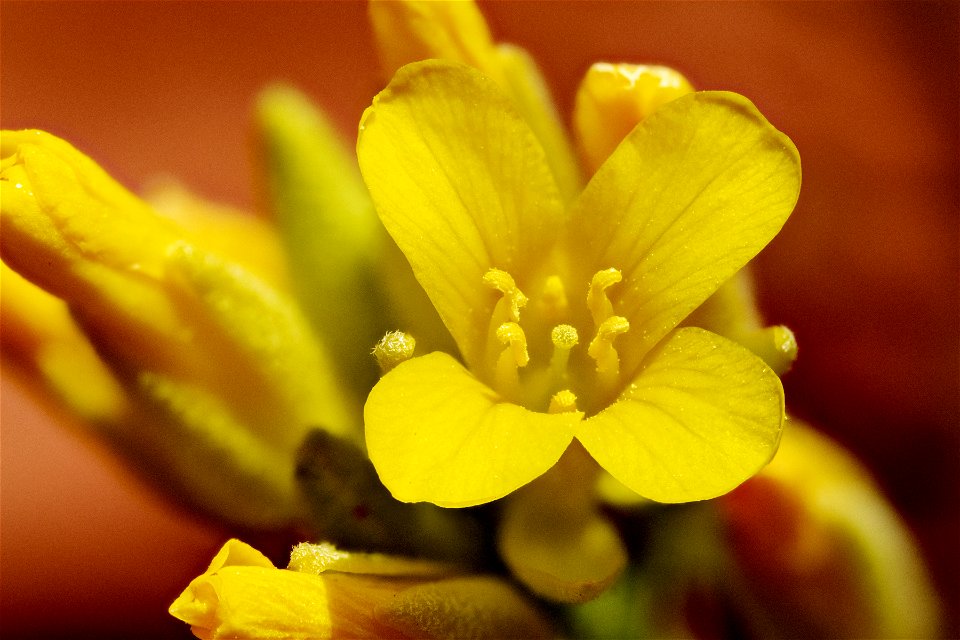Physaria acutifolia