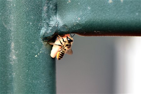 Leafcutting bee photo