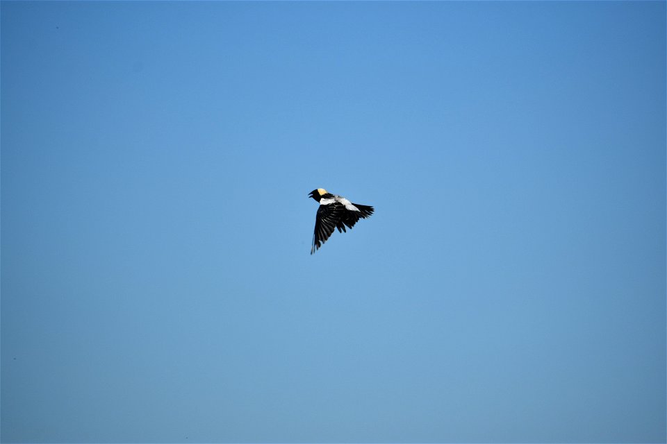 Bobolink in Flight Lake Andes Wetland Management District South Dakota. photo