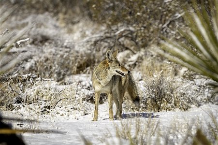 Coyote (Canis latrans) in the snow near Quail Springs photo