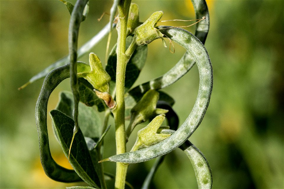 Thermopsis rhombifolia