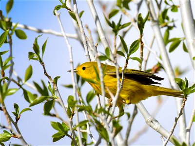 Yellow warbler on Seedskadee National Wildlife Refuge