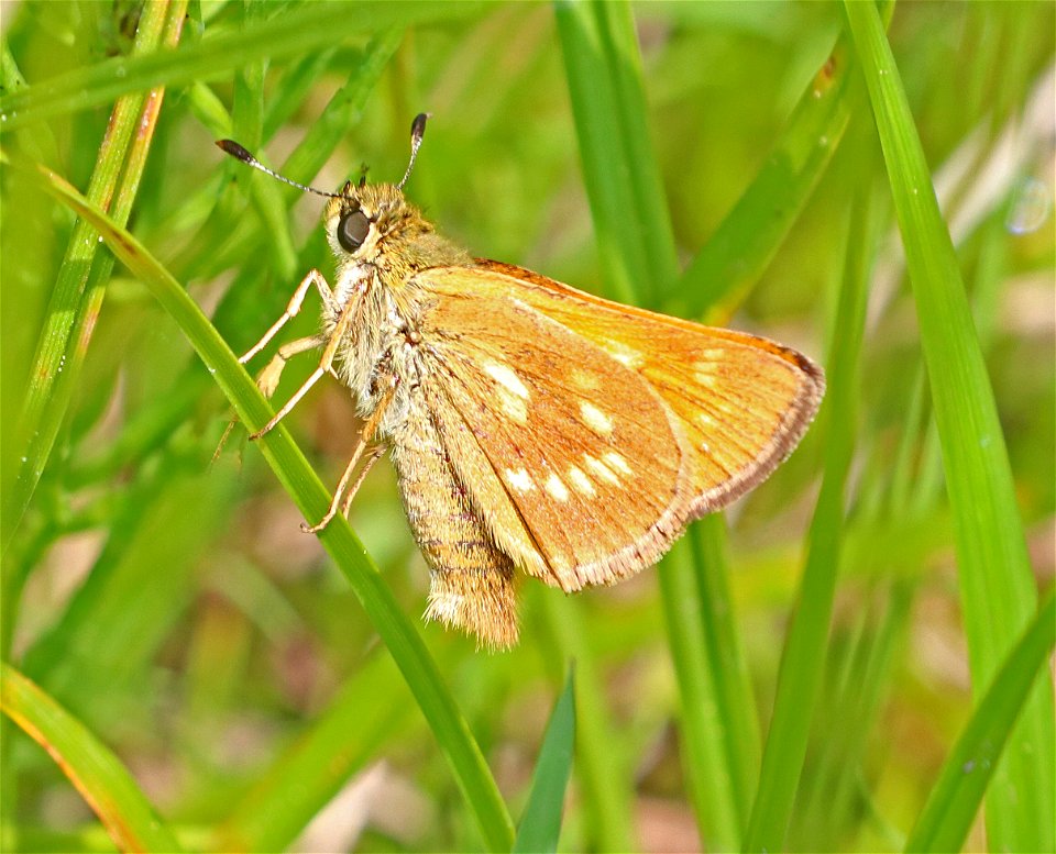 SKIPPER, SONORAN (Polites sonora) (6-21-2021)  jawbone rd half mile s of jct 17N04, smith river nat rec area, del norte co, ca -01