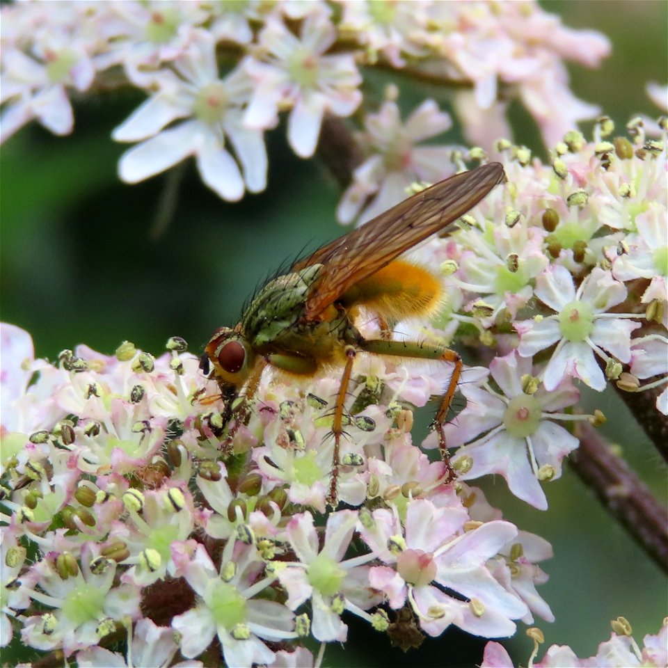 Dung Fly photo