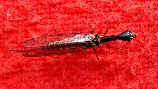 Weibliche Kamelhalsfliege (Fam Raphidiidae), möglicherweise Xanthostigma xanthostigma