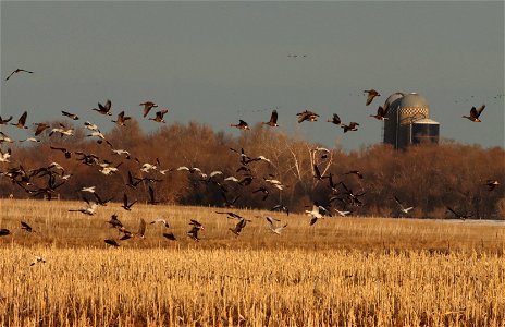 Spring Migration of Sandhill Cranes and Waterfowl Huron Wetland Management District photo