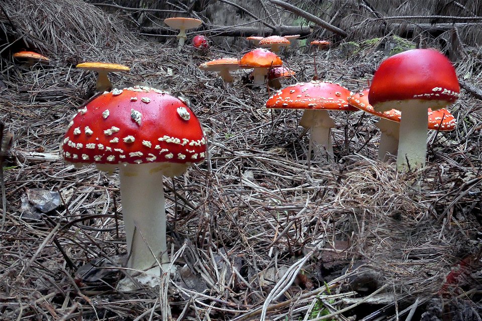 Amanita muscaria. Fly Agaric.