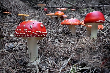 Amanita muscaria. Fly Agaric.