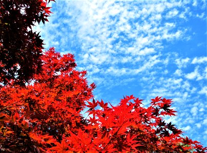 red and blue
