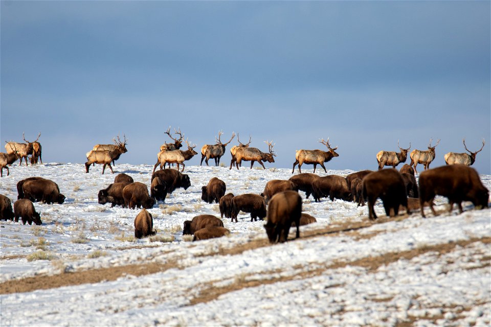 Elk & Bison on the National Elk Refuge