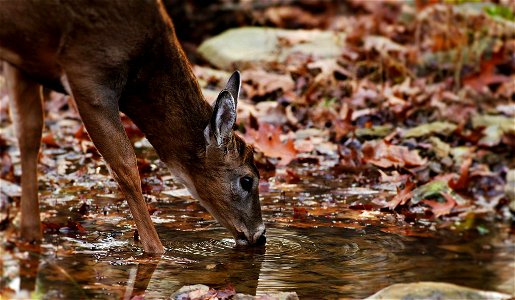 Young Buck Drinking from Stream photo