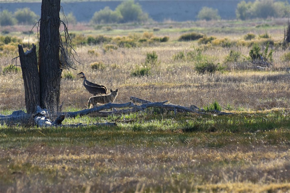 Coyote on Seedskadee National Wildlife Refuge photo