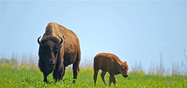 Mama and bison calf