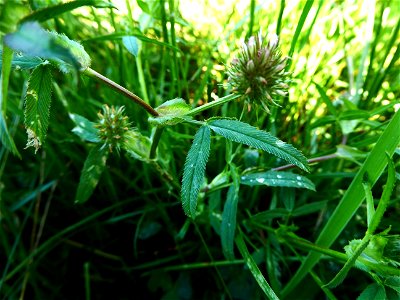 Trifolium strictum L., 1755