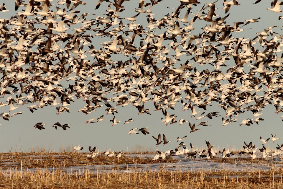 Spring Goose Migration Huron Wetland Management District South Dakota