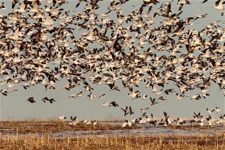 Spring Goose Migration Huron Wetland Management District South Dakota