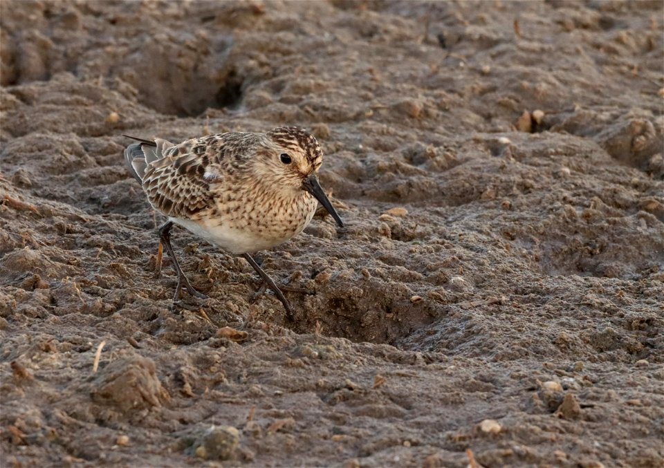 Baird's Sandpiper Huron Wetland Management District