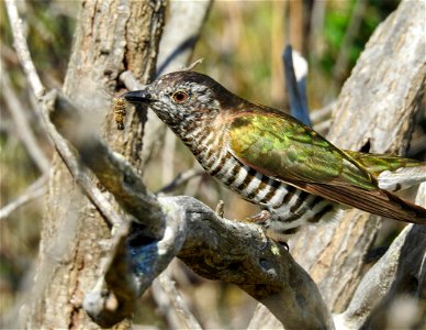 Shining bronze-cuckoo