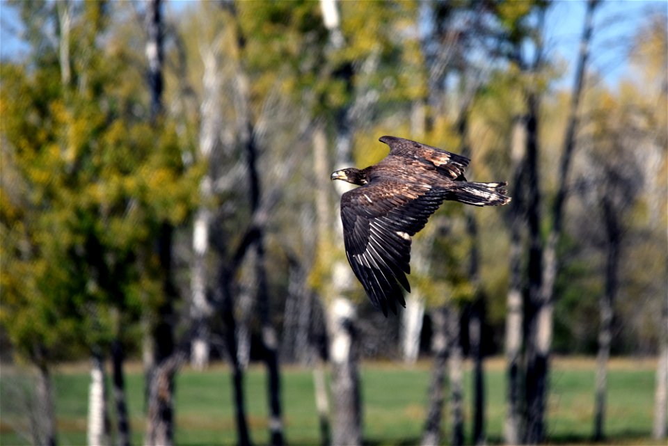 Juvenile bald eagle in flight