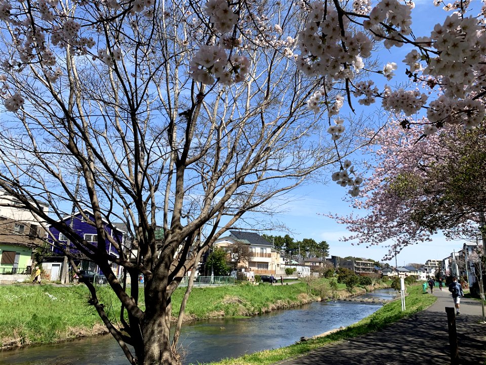 Kurome River