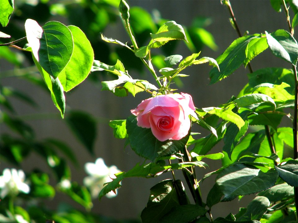 flAviatiei2009_0521_073356