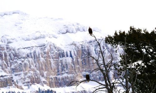 Bald Eagles on the National Elk Refuge with Sheep Mountain photo