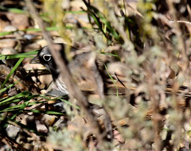 Sagebrush sparrow at Seedskadee National Wildlife Refuge photo