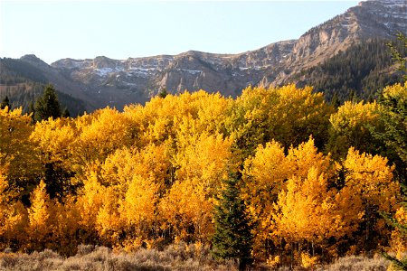 A closeup of golden autumn aspens at Red Rock Lakes National Wildlife Refuge photo
