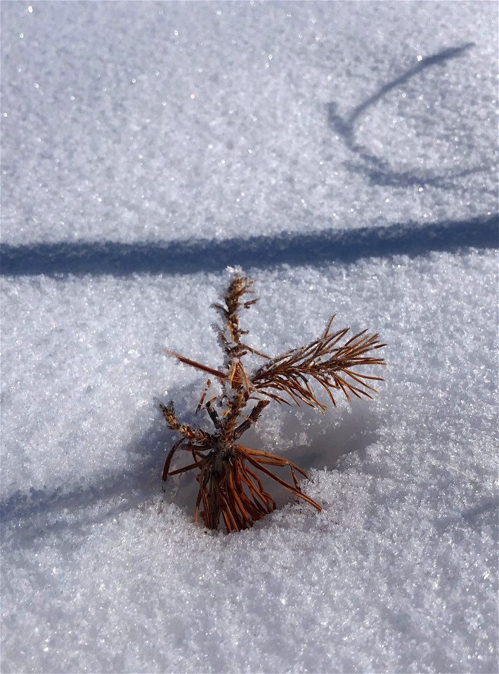 Come Back Baby Pine
