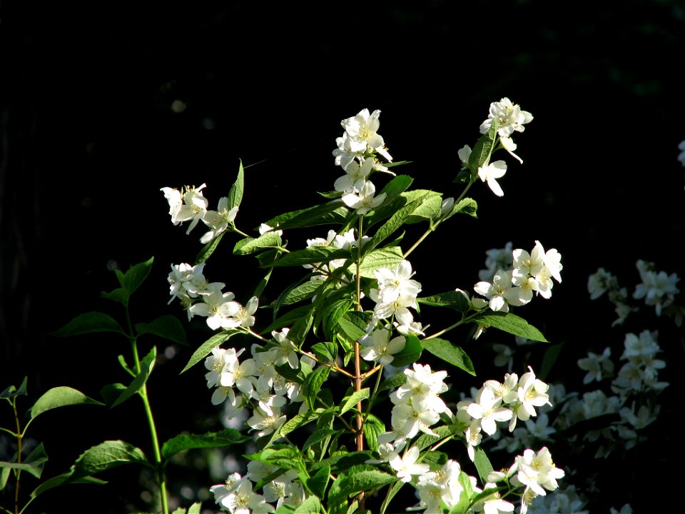 flAviatiei2009_0521_073232