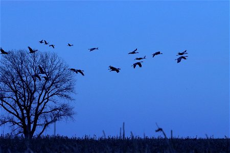 Sandhill Cranes at Dusk Huron Wetland Management District photo