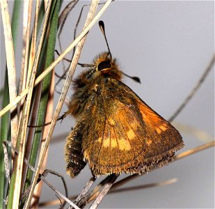 SKIPPER, MARDON (Polites mardon) (06-08-2022) N CA-S OR coastal segregate, low divide road, smith river recreation area, del norte co, ca -06